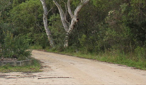 Riverview Walking Track - Local Tourism 0