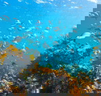 Snorkelling McKenzies Beach