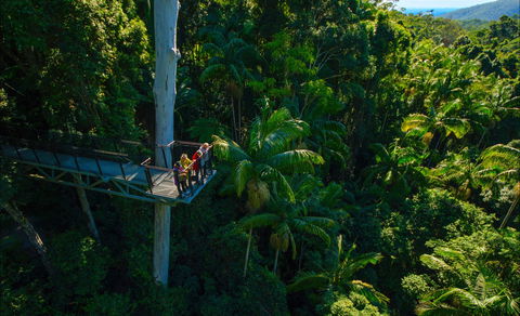 Tamborine Rainforest Skywalk - Accommodation Australia 0