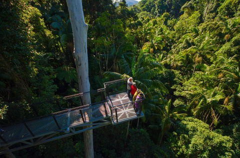 Tamborine Rainforest Skywalk - Accommodation Australia 1