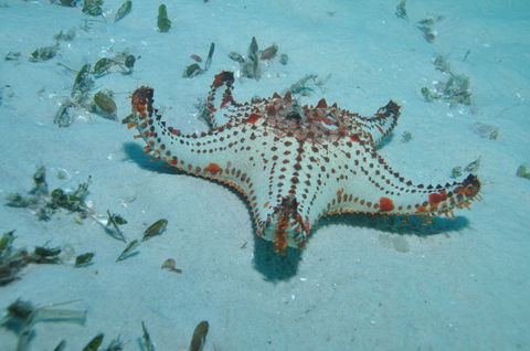 The Pines Dive Site - Local Tourism 0