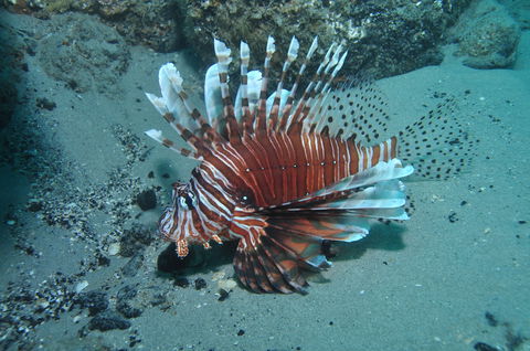 The Pines Dive Site - Local Tourism 1