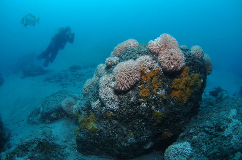The Pines Dive Site - Local Tourism 2