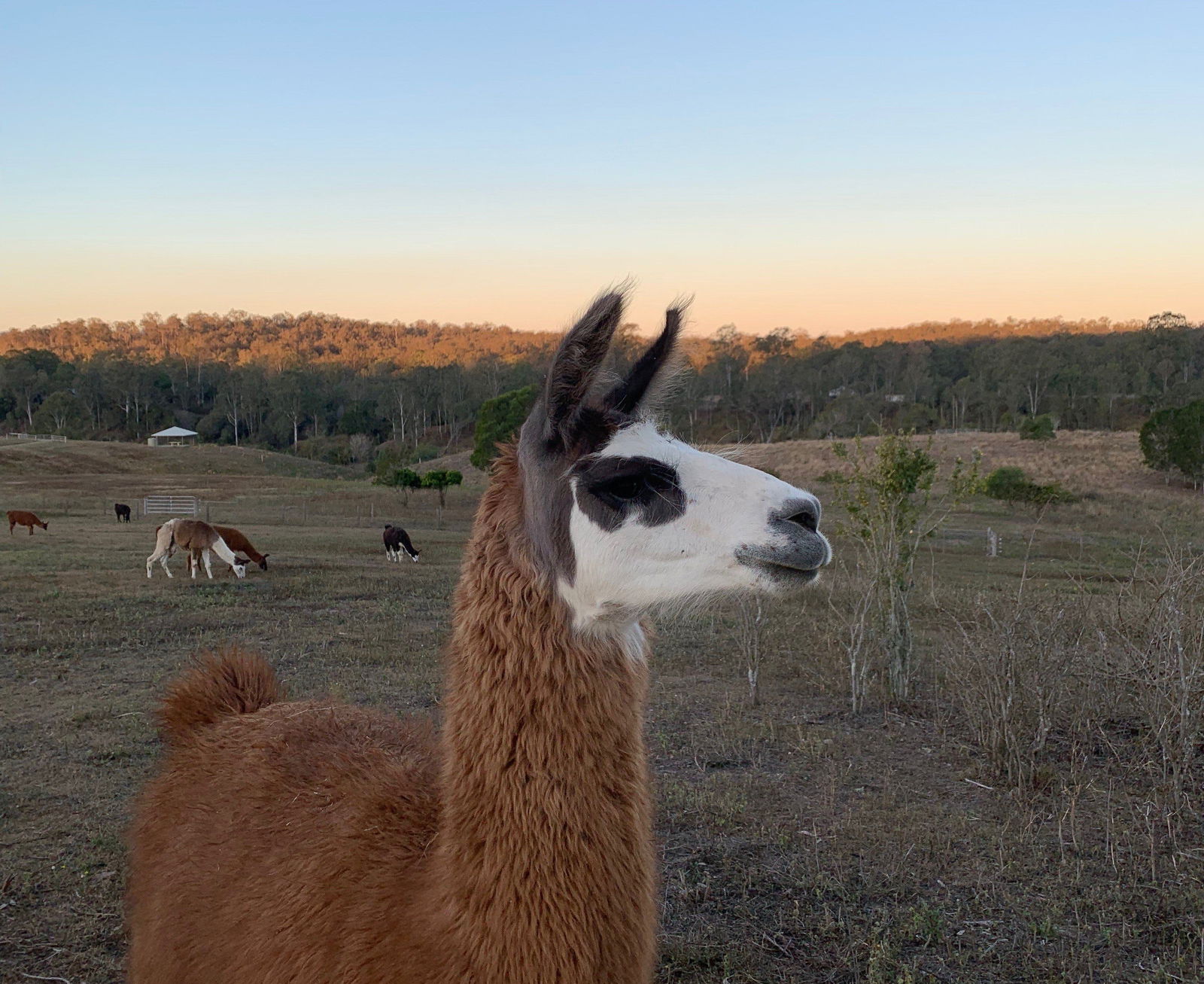 Mount Stanley QLD Accommodation Australia