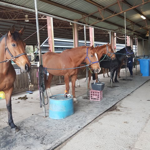 The Equine Club - Local Tourism 0