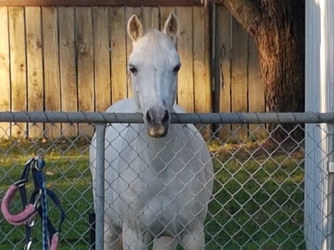 The Equine Club - Local Tourism 2
