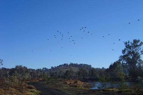 Tumut Wetlands - Accommodation Australia 1