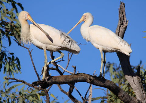 Tumut Wetlands - Accommodation Australia 2