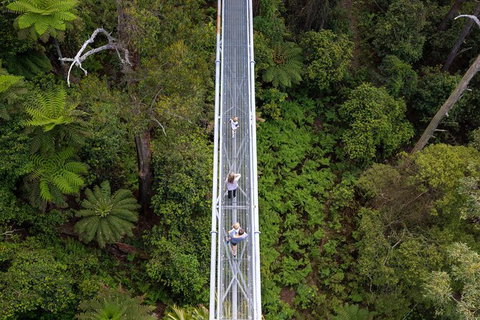 Illawarra Fly Treetop Adventures Treetop Walk Admission Ticket - Australia Shopping 4