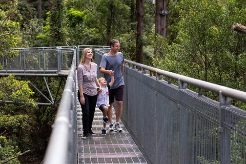 Illawarra Fly Treetop Adventures Treetop Walk Admission Ticket - Australia Shopping 1