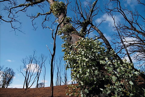 Brisbane Ranges National Park - Accommodation Australia 1