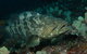 Wolf Rock Dive Site - thumb 1