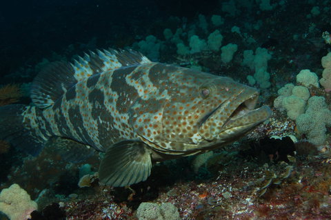 Wolf Rock Dive Site - Local Tourism 1