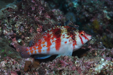 Wolf Rock Dive Site - Local Tourism 2