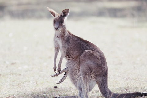 Deluxe Blue Mountains And Megalong Valley - Accommodation Australia 4