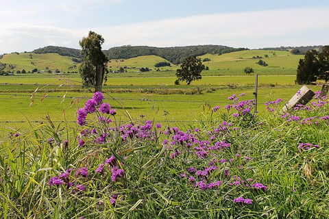 Kiama SouthCoast Uncovered, Beaches, Bush & Sunset PRIVATE Full Day Tour - Accommodation Australia 14