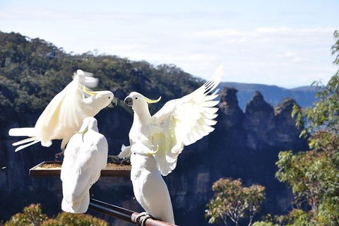 All-Inclusive Blue Mountains Tour In A Luxury Mercedes Sprinter - Accommodation Australia 1
