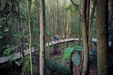 All-Inclusive Blue Mountains Tour In A Luxury Mercedes Sprinter - Accommodation Australia 13