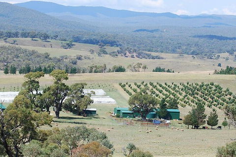 Truffle Hunt And Luncheon - Local Tourism 0