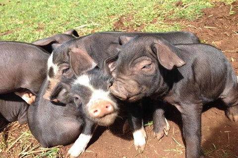 Paddock To Plate Farm Tour And Tasting - Accommodation Australia 9