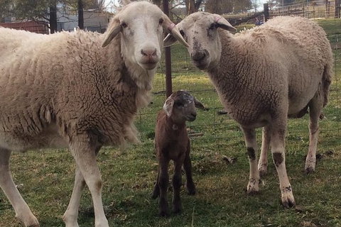 Paddock To Plate Farm Tour And Tasting - Accommodation Australia 7