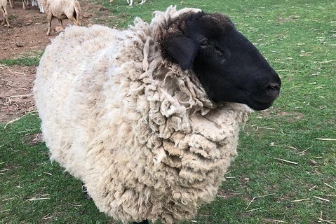 Paddock To Plate Farm Tour And Tasting - Accommodation Australia 3
