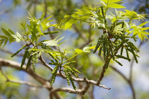 Pecan Farm Tour And Workshop, Byron Bay Hinterland - Australia Shopping 2