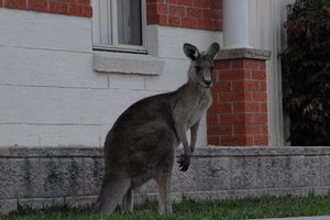 Urban Kangaroos and Pelican Feeding