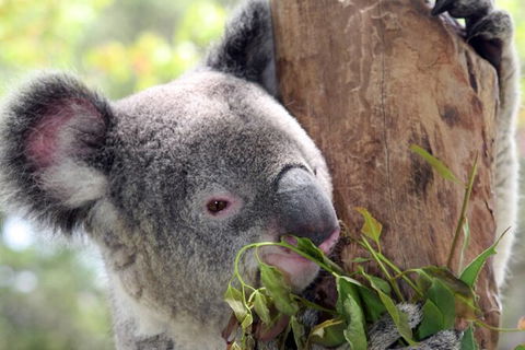 Private 10-hour Tour To Blue Mountains From Sydney - Hotel Pick Up & Drop Off - Accommodation Australia 2
