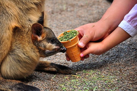 Blue Mountains Highlights & Wildlife Park - Australia Shopping 3