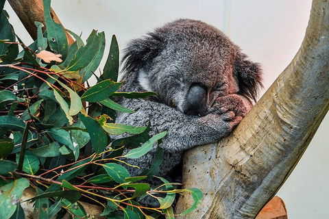 Blue Mountains Highlights & Wildlife Park - Australia Shopping 1