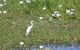 Jumping Crocs & Nature Adventure Cruise From Darwin - thumb 1