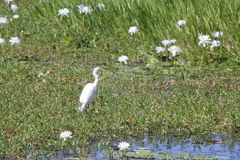 Jumping Crocs & Nature Adventure Cruise From Darwin - Accommodation Australia 1