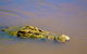 Jumping Crocs & Nature Adventure Cruise From Darwin - thumb 9