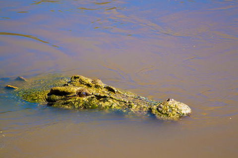 Jumping Crocs & Nature Adventure Cruise From Darwin - Accommodation Australia 9