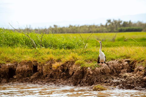Jumping Crocs & Nature Adventure Cruise From Darwin - Accommodation Australia 4
