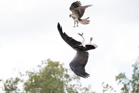 Top End Safari Camp Day Tour - Accommodation Australia 3