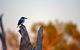 Ethical Adventures - Kakadu 2 Day- Max 10 Guests - thumb 4