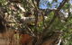 2-Hour 4WD Tour: Groote Eylandt Snapshot - thumb 3