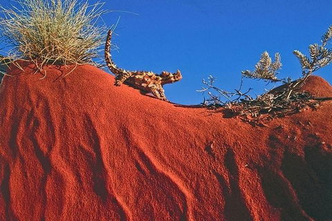 Alice Springs, Uluru Ayers Rock & Kings Canyon 8 Days Touring Package - Accommodation Australia 4