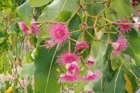 Full-Day Private Guided Tour To Litchfield National Park - Accommodation Australia 5