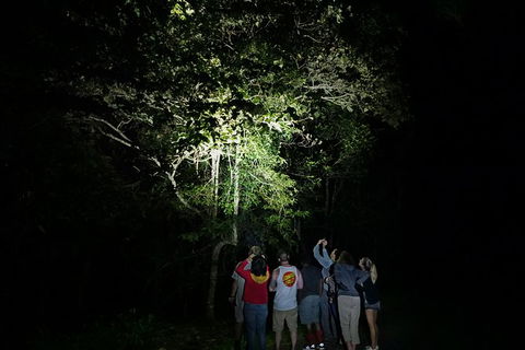 Atherton Tablelands Rain Forest By Night From Cairns - Accommodation Australia 9