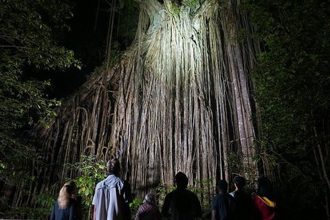 Atherton Tablelands Rain Forest By Night From Cairns - Accommodation Australia 3