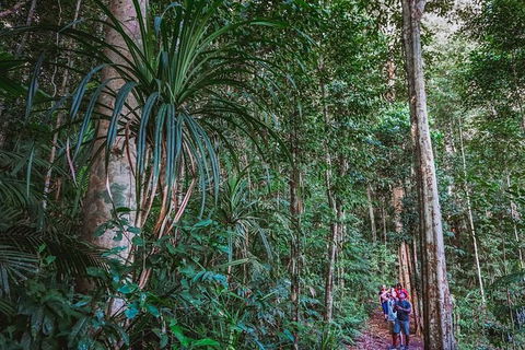 Atherton Tablelands Rain Forest By Night From Cairns - Accommodation Australia 0