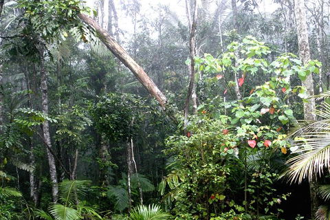 Atherton Tablelands Rain Forest By Night From Cairns - Accommodation Australia 4