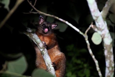 Atherton Tablelands Rain Forest By Night From Cairns - Accommodation Australia 2