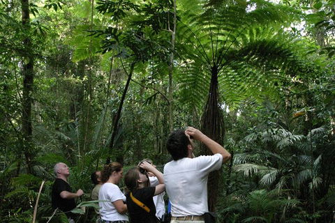 Atherton Tablelands Rain Forest By Night From Cairns - Accommodation Australia 6