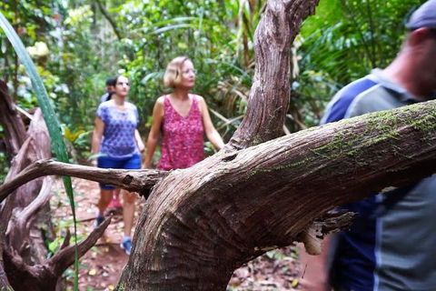 Atherton Tablelands Rain Forest By Night From Cairns - Accommodation Australia 8