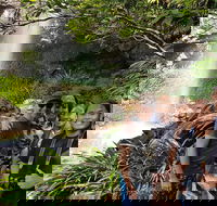 Small group Gold Coast Mountain Tour Springbrook National Park and Mt Tamborine - Australia Shopping