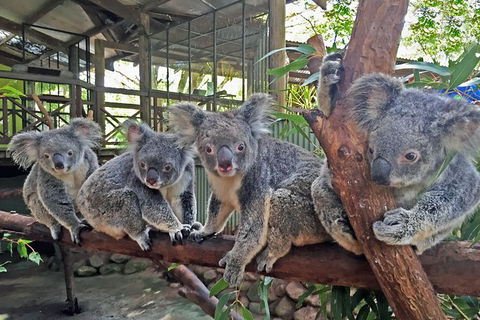 Cairns 2-Day Combo: Great Barrier Reef Cruise And Kuranda - Local Tourism 6
